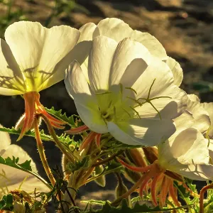USA, California, Anza Borrego Desert State Park. Evening primrose blossoms. ©Cathy & Gordon Illg / Jaynes Gallery / DanitaDelimont.com USA, California, Anza Borrego Desert State Park. Evening primrose blossoms. ©Cathy & Gordon Illg / Jaynes Gallery / DanitaDelimont.com
