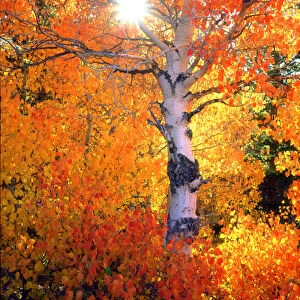 USA, California, Autumn colors of aspen trees in the Sierra Nevada Mountains, Ca