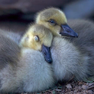 USA, California. Baby Canada geese. Credit as: Christopher Talbot Frank / Jaynes