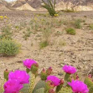 USA, California. Blooming beavertail cactus and Chocolate Mountains. ©Cathy & Gordon Illg / Jaynes Gallery / DanitaDelimont.com USA, California. Blooming beavertail cactus and Chocolate Mountains. ©Cathy & Gordon Illg / Jaynes Gallery / DanitaDelimont.com