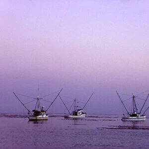 USA, California, Bodega Bay. Commercial fishing boats in Bodega Bay