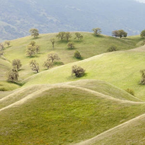 USA, California, Caliente. Spring landscape of smooth, grassy hills and oak trees