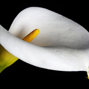 USA, California. Calla lily close-up