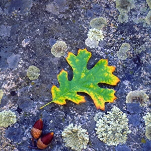 USA, California, Cuyamac Rancho State Park, Oak Leaf and Acorns on a Lichen covered rock