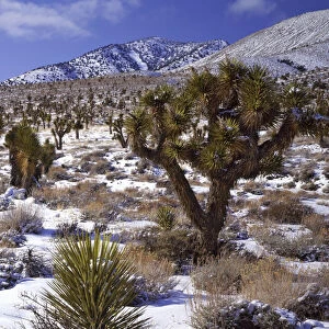 USA, California, Death Valley National Park. Joshua trees in desert snow. Credit as