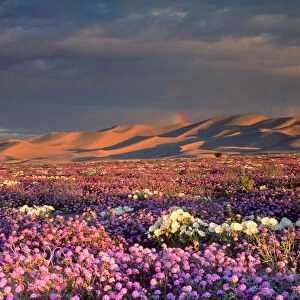 USA, California, Dumont Dunes. A rainbow over Sand Vebena and dune Primrose Wildflowers