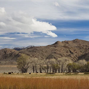 USA, California, Eastern Sierra Nevada Area, Bishop, landscape of the Pleasant Valey