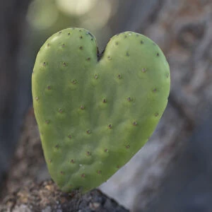 USA, California. Heart-shaped cactus. Credit as: Christopher Talbot Frank / Jaynes