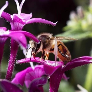 USA, California. Honey bee on flower. Credit as: Christopher Talbot Frank / Jaynes