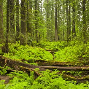 USA, California, Humboldt Redwoods State Park. Bracken ferns (Pteridium aquilinum) & redwoods