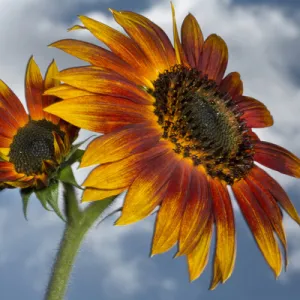 USA, California. Hybrid sunflower. Credit as: Christopher Talbot Frank / Jaynes Gallery