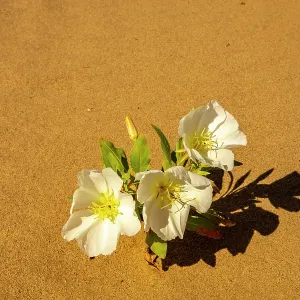 USA, California, Imperial Sand Dunes Recreation Area. Close-up of evening primrose flowers in sand. ©Cathy & Gordon Illg / Jaynes Gallery / DanitaDelimont.com USA, California, Imperial Sand Dunes Recreation Area. Close-up of evening primrose flowers in sand. ©Cathy & Gordon Illg / Jaynes Gallery / DanitaDelimont.com