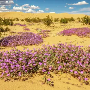 USA, California, Imperial Sand Dunes Recreation Area. Blooming verbena flowers. ©Cathy & Gordon Illg / Jaynes Gallery / DanitaDelimont.com USA, California, Imperial Sand Dunes Recreation Area. Blooming verbena flowers. ©Cathy & Gordon Illg / Jaynes Gallery / DanitaDelimont.com