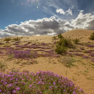 USA, California, Imperial Sand Dunes Recreation Area. Blooming verbena flowers. ©Cathy & Gordon Illg / Jaynes Gallery / DanitaDelimont.com USA, California, Imperial Sand Dunes Recreation Area. Blooming verbena flowers. ©Cathy & Gordon Illg / Jaynes Gallery / DanitaDelimont.com