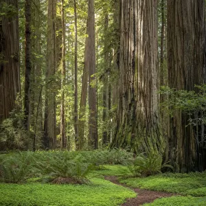 USA, California, Jedediah Smith Redwoods State Park