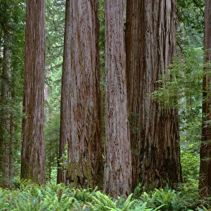 USA, California, Jedediah Smith State Park, Ancient redwoods tower above ferns in