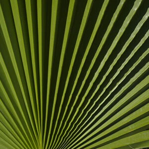 Usa, California, Joshua Tree. Travelers Palm with black and green radial stripes