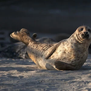 USA, California, La Jolla. Adult harbor seal on beach