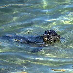 USA, California, La Jolla. Baby harbor seal swimming