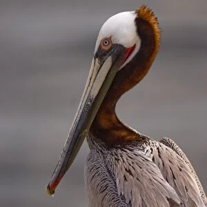 USA, California, La Jolla, Brown Pelican