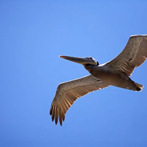 USA, California, La Jolla. Brown pelican gliding