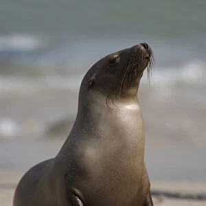 USA, California, La Jolla. Young sea lion on sand