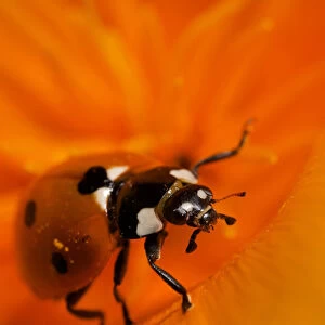 USA, California. Ladybug on a poppy. Credit as: Christopher Talbot Frank / Jaynes