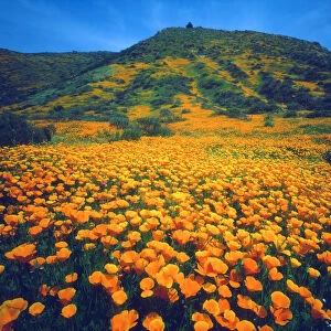 USA, California, Lake Elsinore. California poppies covering a hillside