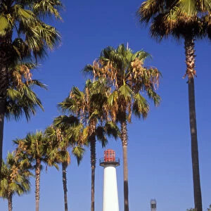 USA, California, Long Beach. Palm trees line the walkway to the Lions Lighthouse
