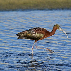 USA, California, Los Angeles. Glossy ibis in breeding plumage