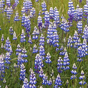 USA, California, Los Padres National Forest, Lupine