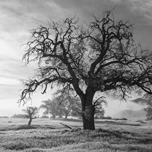 USA, California, Los Padres National Forest. Oak tree on foggy morning