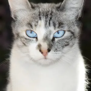 California Lynx Point Siamese Cat Print California Lynx Point Siamese Cat Print