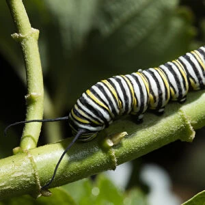 USA, California. Monarch butterfly caterpillar close-up