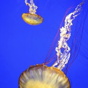 USA. California, Monterey Bay Aquarium. Sea Nettle (Chrysaora fuscescens) floats