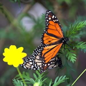 USA, California, Monterey. Mating Monarch Butterflies at Monarch Grove Butterfly