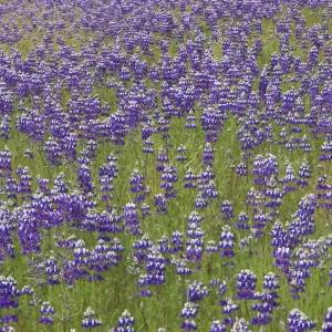Images Dated 2005 March: 17 Mar 2005