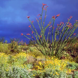 USA; California, Ocotillo and Brittlebush Wildflowers in Anza Borrego Desert State Park