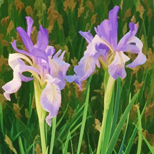 USA, California, Owens Valley. Painterly effect on iris flowers