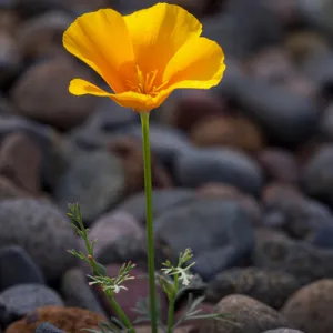 USA, California. Poppy wildflower and rocks