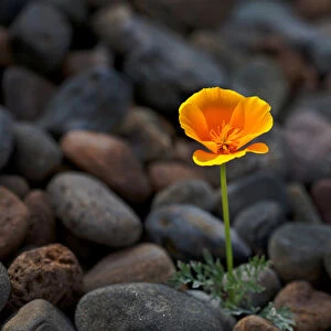 USA, California. Poppy wildflower and rocks