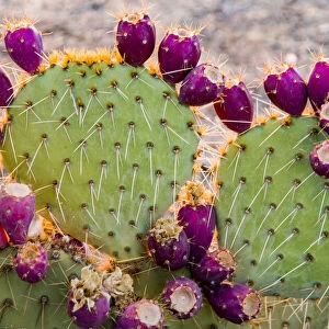USA, California. Prickly pear cactus, purple color of pears