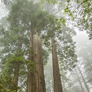 USA, California, Redwoods National Park. Redwood trees and fog