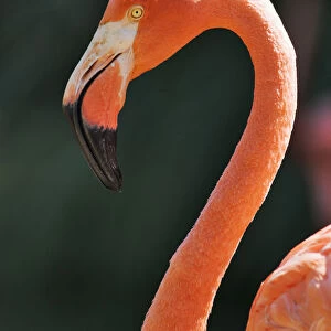 USA, California, Sacramento. Flamingo at Sacramento Zoo