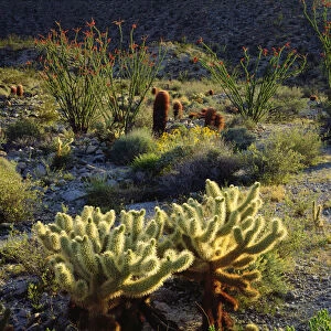 USA; California; San Diego. ADesert Ecosystem in Anza Borrego Desert State Park