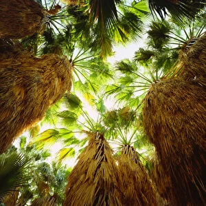 USA; California; San Diego. ANative Fan Palm trees in Anza Borrego Desert State Park