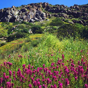 USA; California; San Diego. AOwls Clover Wildflowers in Mission Trails Regional Park