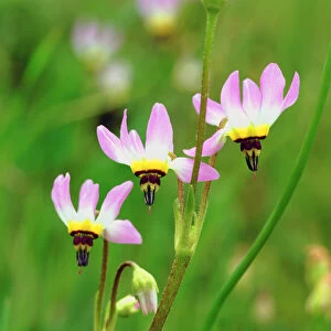 USA, California, San Diego. AShooting Star Wildflowers in Mission Trails Park