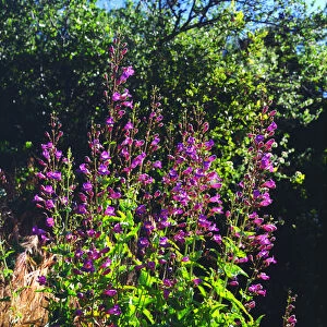 USA; California; San Diego. AShowy Penstemon Wildflowers in Mission Trails Regional Park