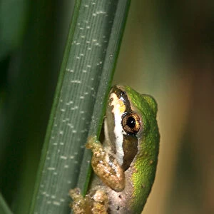 USA; California; San Diego; A Baby Green Tree Frog in Mission Trails Regional Park